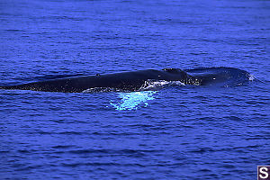 Light Fins Under Water